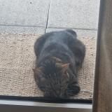 Foto del gato perdido en L Isle Adam