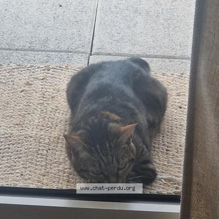 Foto 1/1 RINA Chat perdido en L isle adam