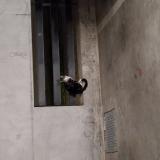 Foto de gato encontrado en Toulouse