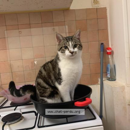 Foto 1/1 Voltaire Chat perdido en Gien