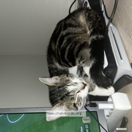 Foto 1/1 Voltaire Chat perdido en Gien