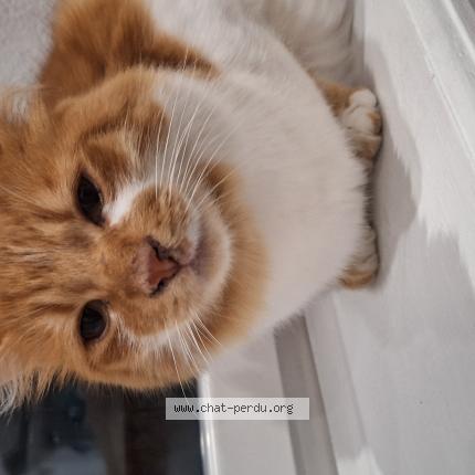 Foto 1/1 Salameche Chat perdido en Champeix