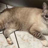 Foto del gato perdido en Audun Le Roman