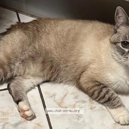 Foto 1/1 menny Chat perdido en Audun le roman