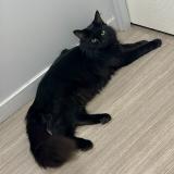 Foto del gato perdido en Ecully