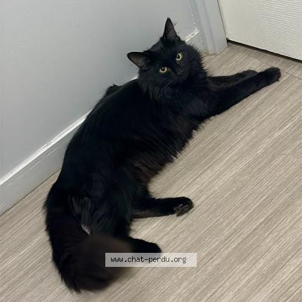 Foto 1/1 Elvira Chat perdido en Ecully