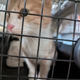 Foto de gato encontrado en Villeurbanne