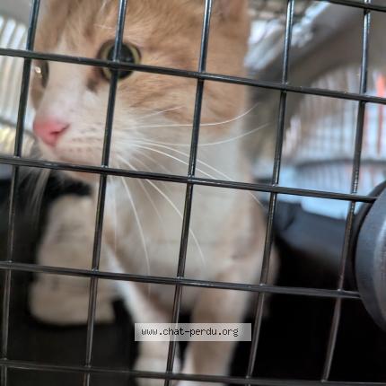 Foto 1/1 Gato encontrado Encontrado en Villeurbanne