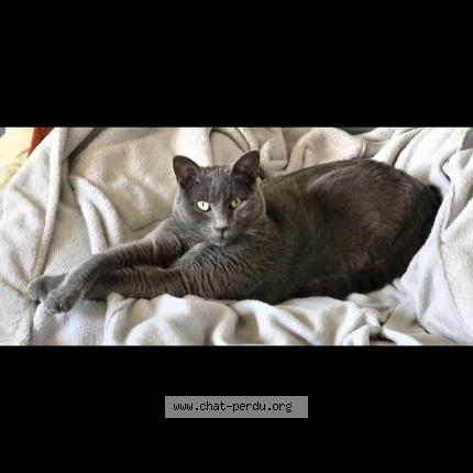 Foto 1/1 Gribouille Chat perdido en Bouillargues