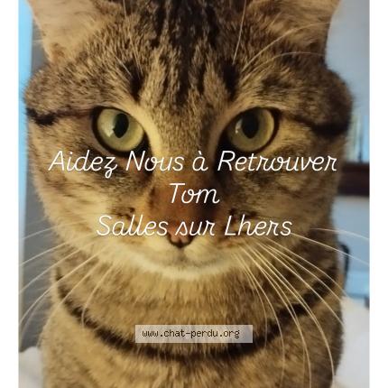Foto 1/1 Tom Chat perdido en Salles sur l hers