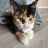 Foto del gato perdido en Denain