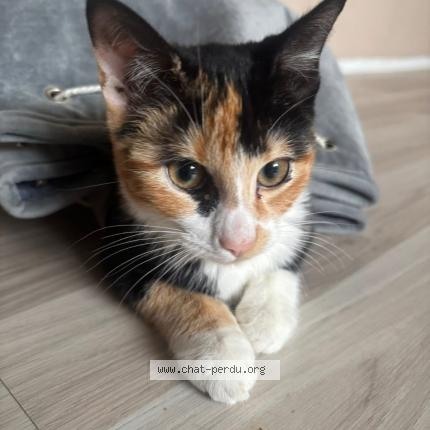 Foto 1/1 Hayette Chat perdido en Denain