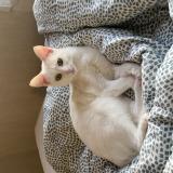 Foto del gato perdido en Argentan