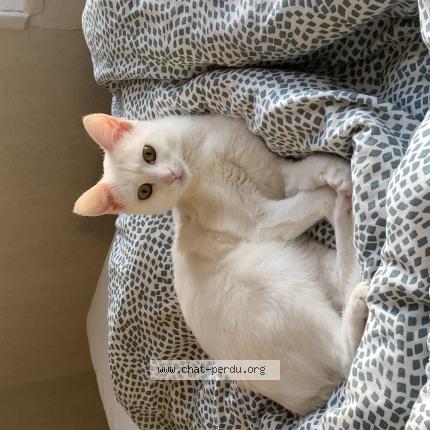 Foto 1/1 Runa Chat perdido en Argentan