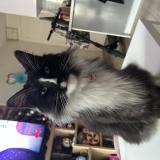 Foto del gato perdido en Toulouse