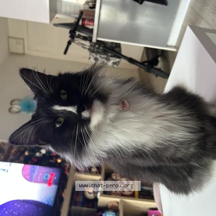 Foto 1/1 Lucifer Chat perdido en Toulouse