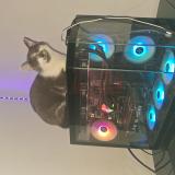 Foto del gato perdido en Caudry