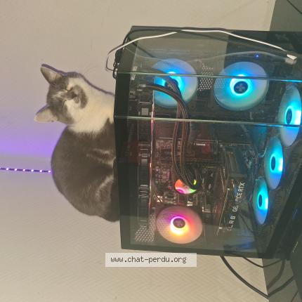 Foto 1/1 Arlette Chat perdido en Caudry