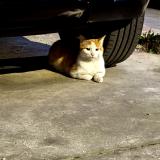 Foto de gato encontrado en Vaulx En Velin