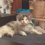 Foto del gato perdido en Carces