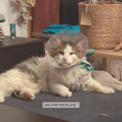 Foto 1/1 Chapi chapo Chat perdido en Carces