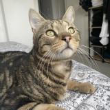 Foto del gato perdido en Schiltigheim