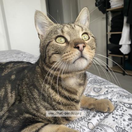 Foto 1/1 Ernest Chat perdido en Schiltigheim