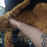 Foto del gato perdido en Miami