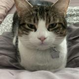 Foto de un gato reunido en Vevey