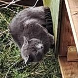 Foto de gato encontrado en Robertot