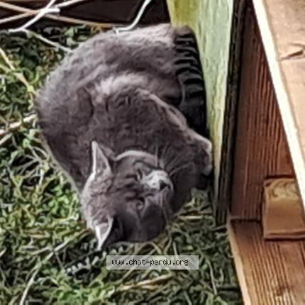 Foto 1/1 Gato encontrado Encontrado en Robertot