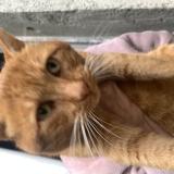 Foto de gato encontrado en Savigne Sur Lathan