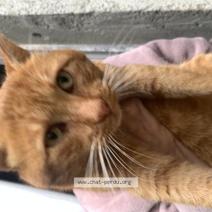 Foto 1/1 Gato encontrado Encontrado en Savigne sur lathan