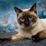 Foto del gato perdido en Valdoie