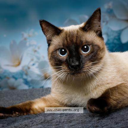 Foto 1/1 Loki Chat perdido en Valdoie