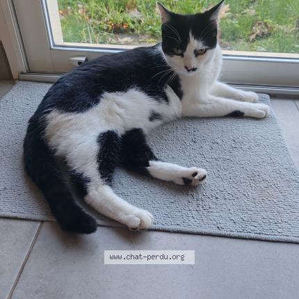 Foto 1/1 Maki Chat perdido en Seysses