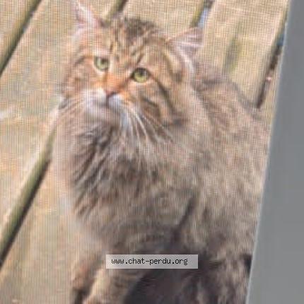 Foto 1/1 Gato encontrado Encontrado en Montreal