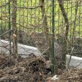 Foto de gato encontrado en Saint Laurent Blangy