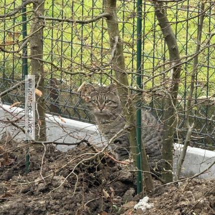 Foto 1/1 Gato encontrado Encontrado en Saint laurent blangy