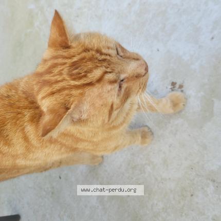 Foto 1/1 Gato encontrado Encontrado en Woippy