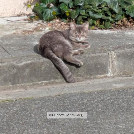 Foto 1/1 Gato encontrado Encontrado en Toulouse