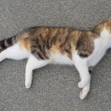 Foto de gato encontrado en Craon Athee