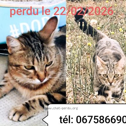 Foto 1/1 Minou Chat perdido en Cugnaux