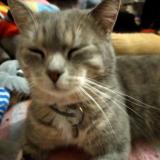 Foto del gato perdido en Rouen