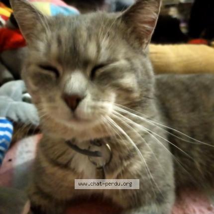 Foto 1/2 Hélios Chat perdido en Rouen