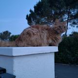 Foto del gato perdido en Bagnols En Foret