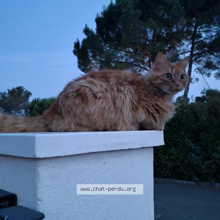 Foto 1/1 Numérobis Chat perdido en Bagnols en foret