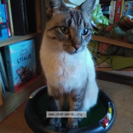 Foto 1/1 Everest Chat perdido en Beaucaire