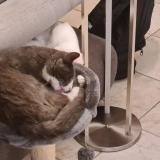 Foto del gato perdido en Coueron