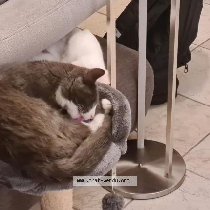 Foto 1/1 Whopper Chat perdido en Coueron